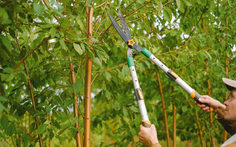 Tree trimming in Odebolt, IA